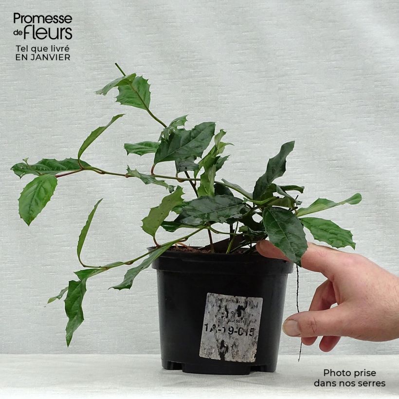 Example of Itea ilicifolia Pot van 2 l/3 l as you get in hiver