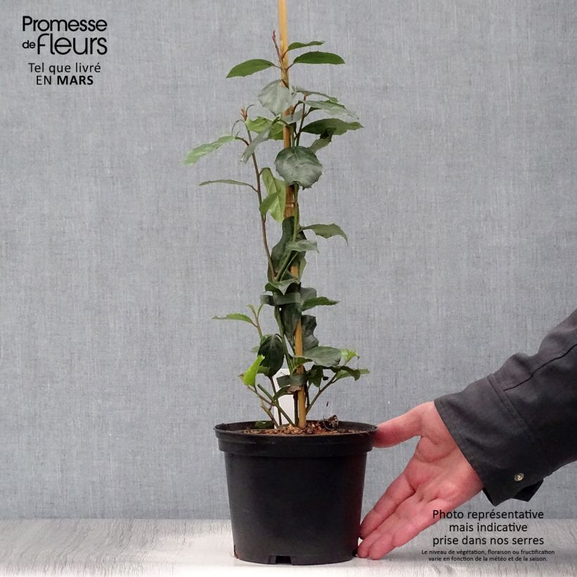 Exemplaar van Itea ilicifolia - Bloemwilg Pot van 2 l/3 l zoals geleverd in de lente