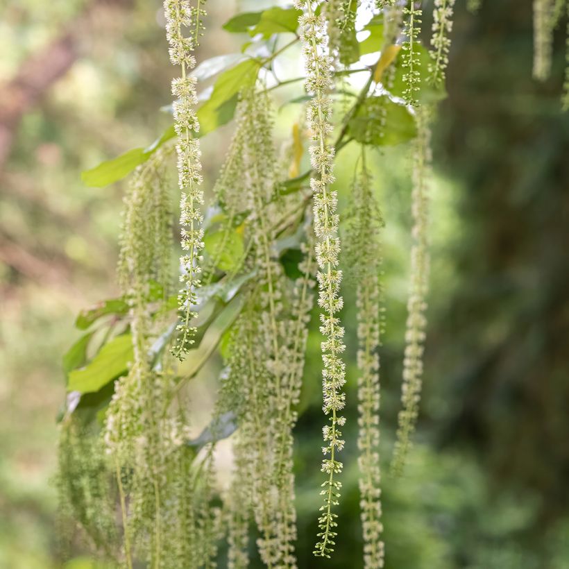 Itea ilicifolia - Bloemwilg (Flowering)