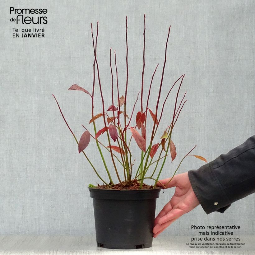 Example of Itea virginica Henry's Garnet - Bloemwilg Pot van 2 l/3 l as you get in hiver