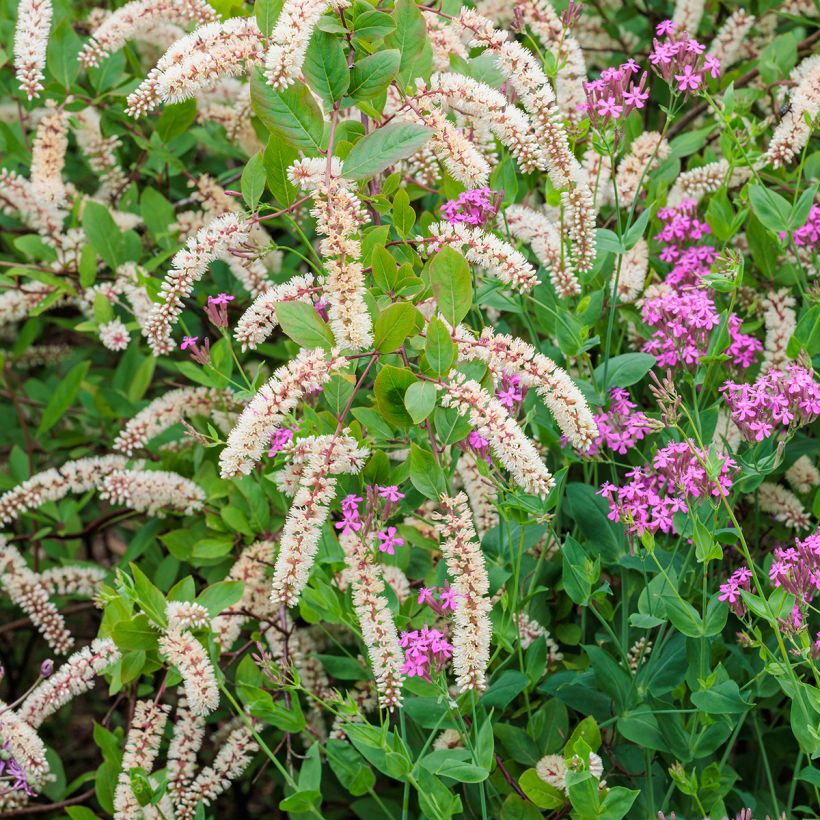 Itea virginica - Bloemwilg (Flowering)