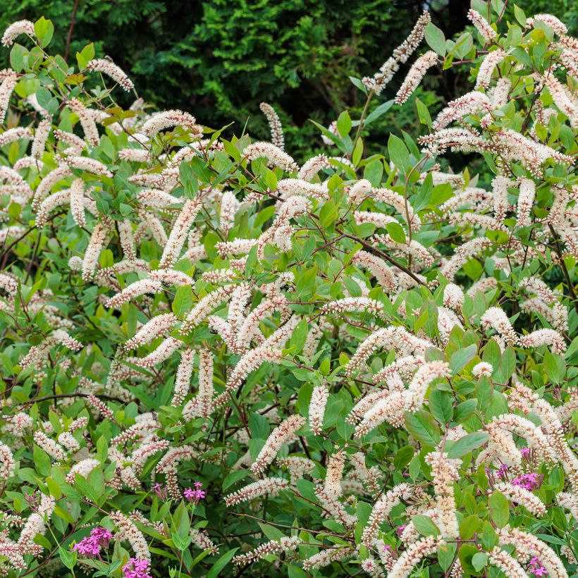 Itea virginica - Bloemwilg (Plant habit)