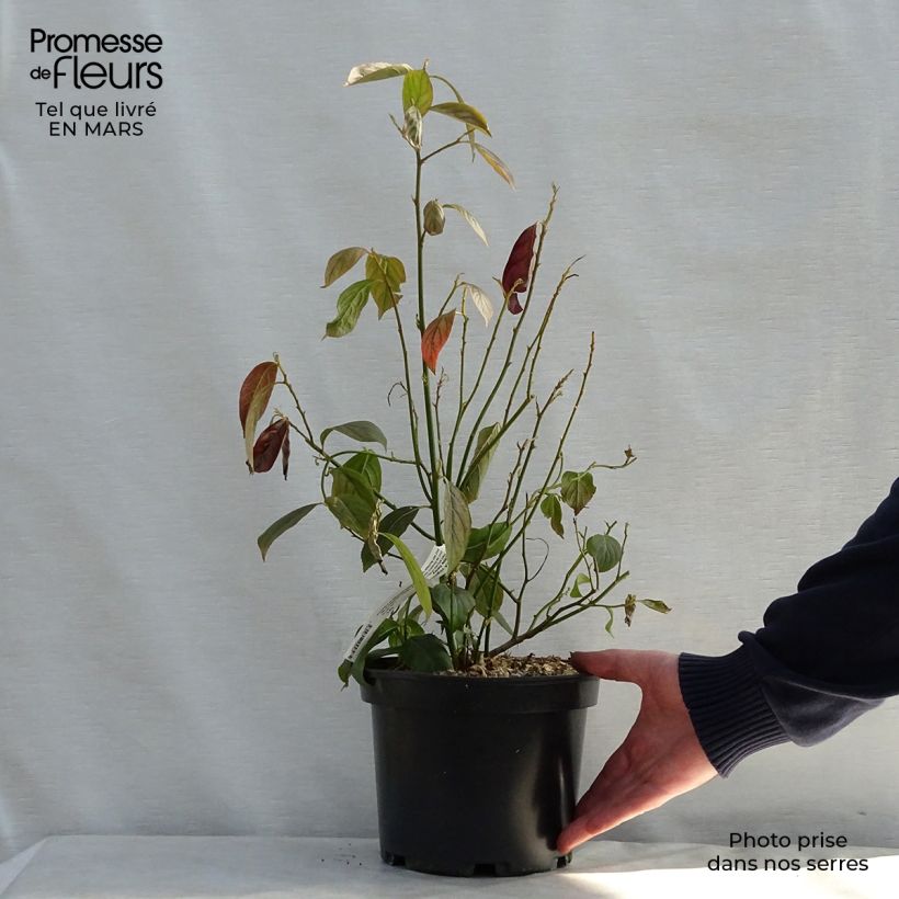 Exemplaar van Itea virginica Little Henry - Bloemwilg Pot van 3 l/4 l zoals geleverd in de lente