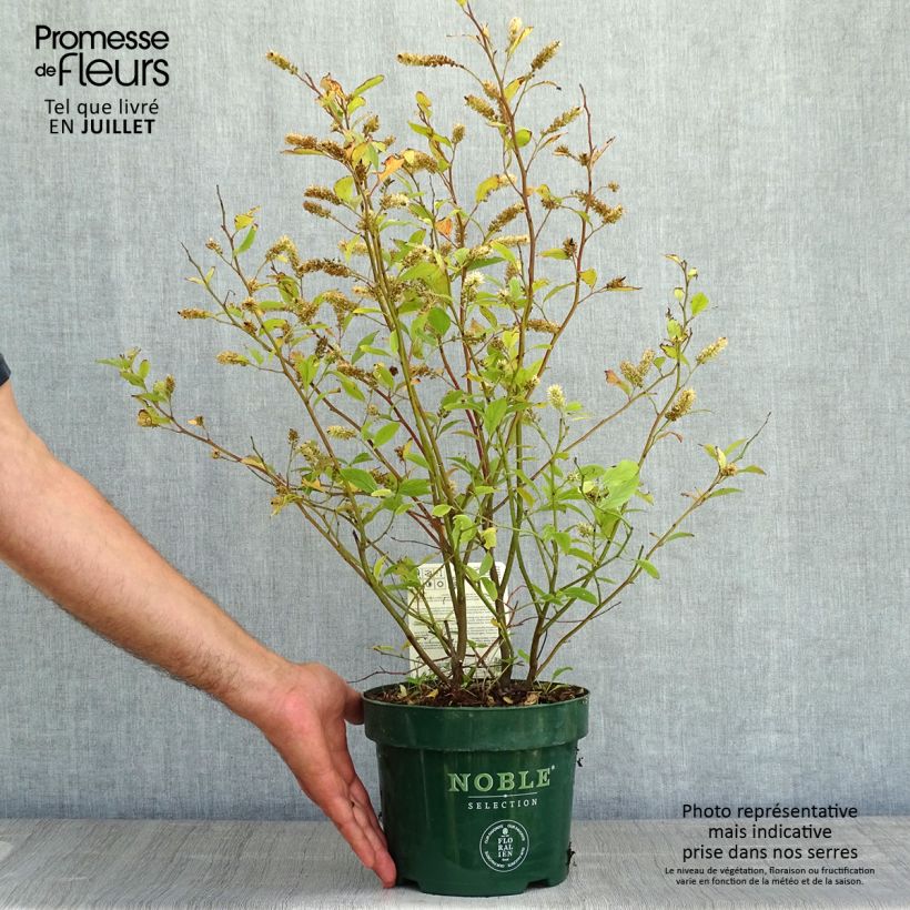 Exemplaar van Itea virginica Little Henry - Bloemwilg Pot van 3 l/4 l zoals geleverd in de zomer