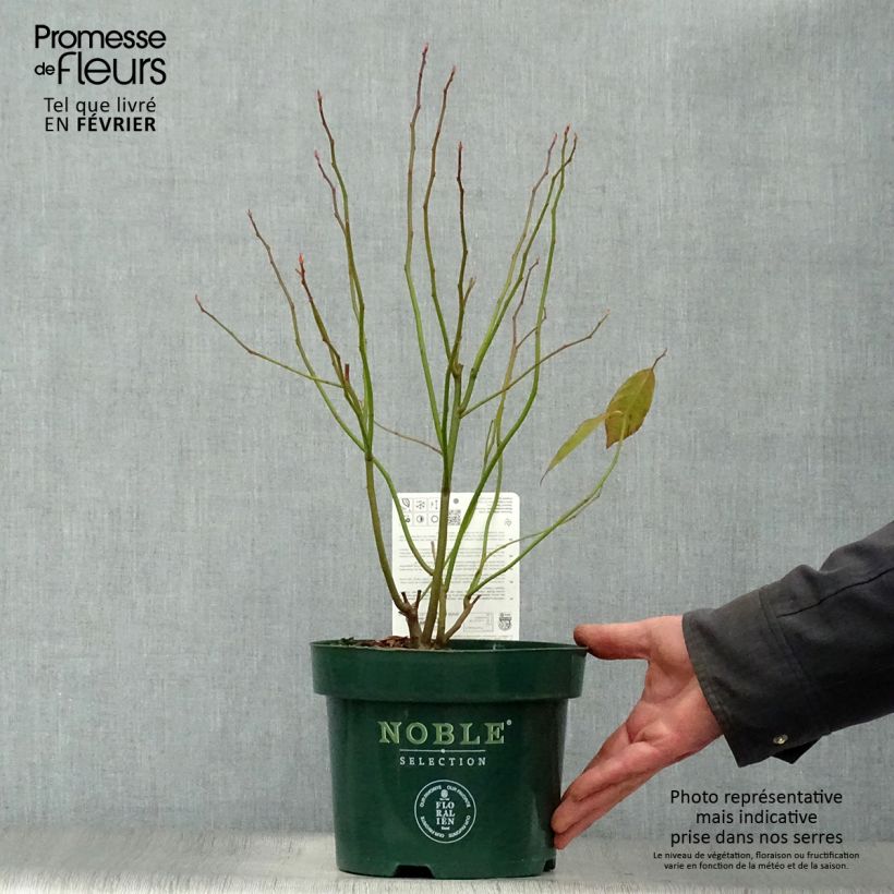 Example of Itea virginica Little Henry - Itéa de Virginie Pot van 3 l/4 l as you get in hiver