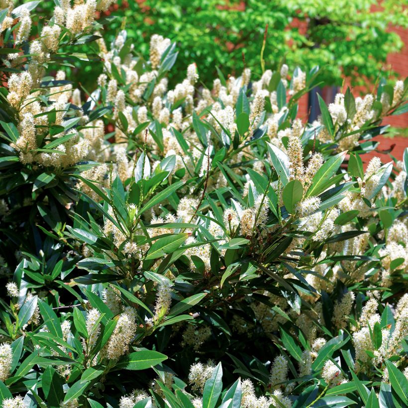 Itea virginica Little Henry - Bloemwilg (Foliage)