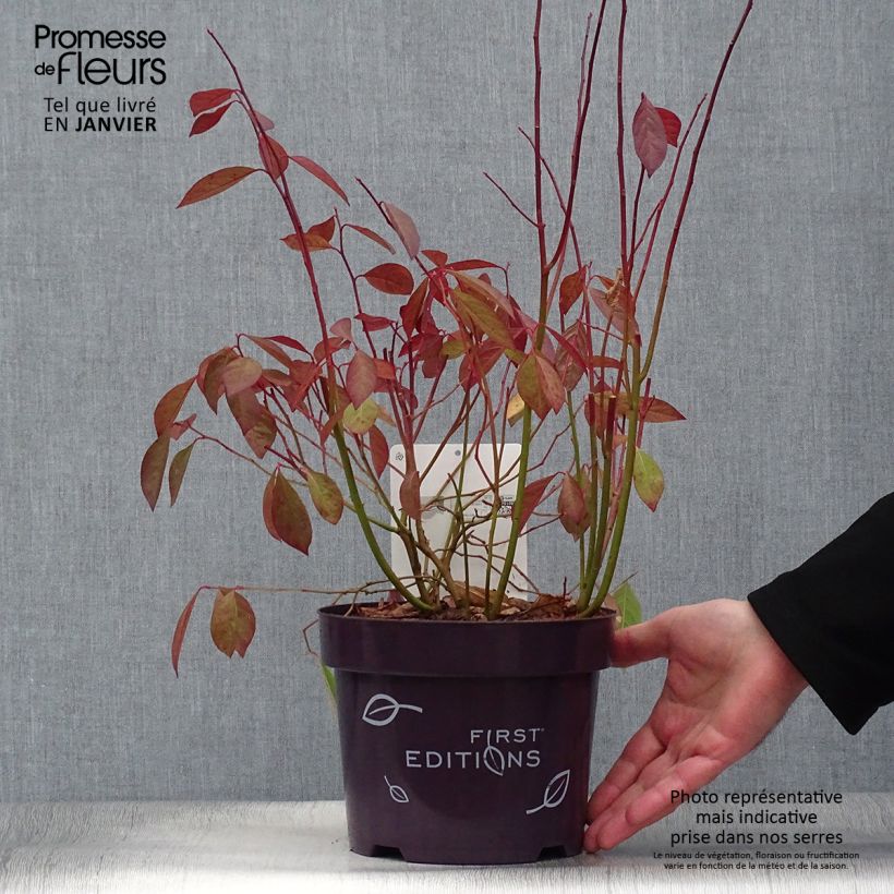 Example of Itea virginica Love Child - Itéa de Virginie Pot van 2 l/3 l as you get in hiver