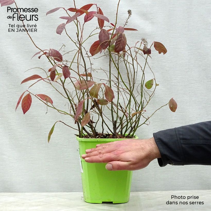 Example of Itea virginica Scentlandia - Itéa de Virginie Pot van 4 l/5 l as you get in hiver