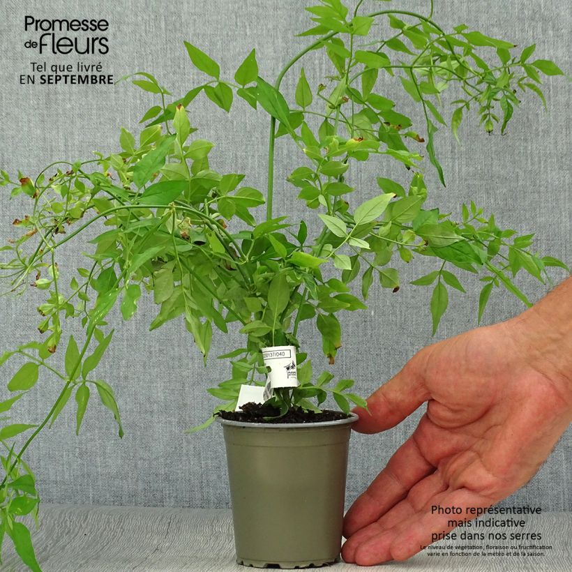 Exemplaar van Jasminum officinale - Jasmijn Kweekpotje van 8/9 cm zoals geleverd in de herfst