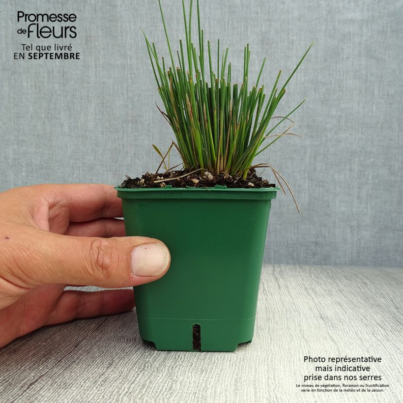 Exemplaar van Juncus inflexus Blue Dart - Zeegroene rus Kweekpotje van 8/9 cm zoals geleverd in de herfst