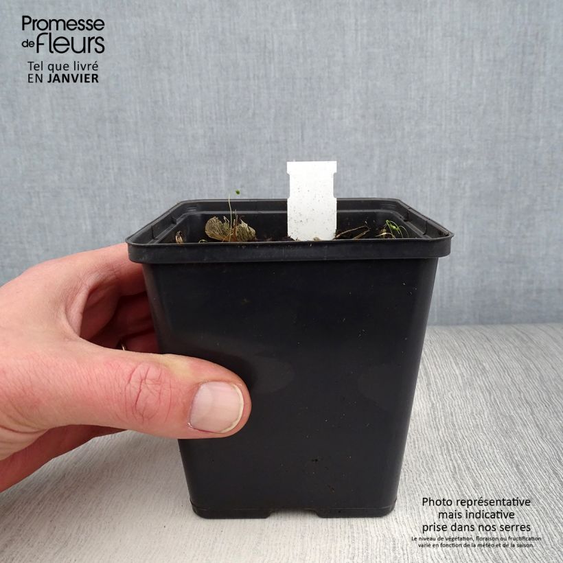 Exemplaar van Jaborosa integrifolia Kweekpotje van 8/9 cm zoals geleverd in de winter