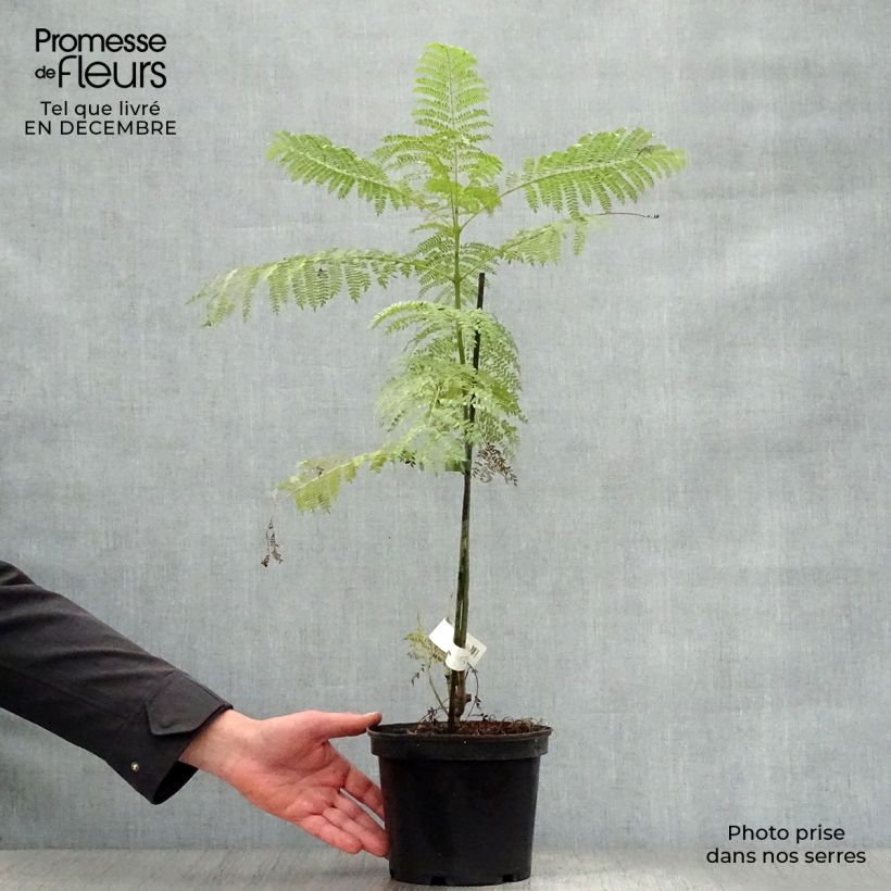 Example of Jacaranda mimosifolia - Blauwe jacaranda Pot van 4 l/5 l as you get in hiver