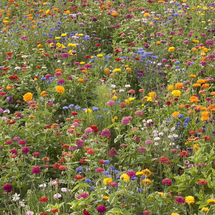 Korte bloemenweide Belle France (Groeiplaats)