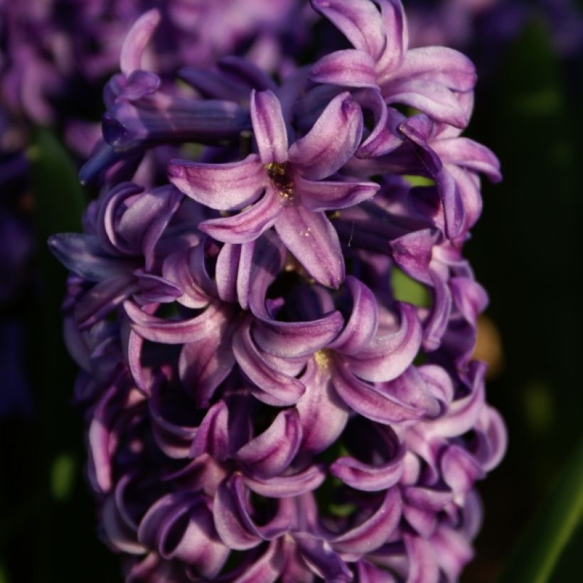 Hyacint Atlantic - Hyacinthus orientalis (Bloei)