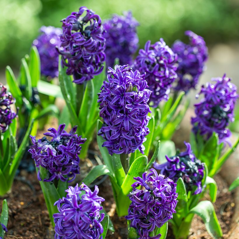Hyacint Atlantic - Hyacinthus orientalis (Groeiplaats)