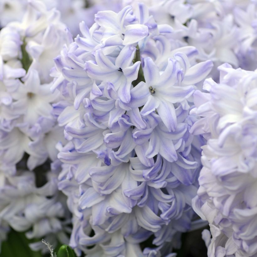 Hyacint Blue Eyes - Hyacinthus orientalis (Bloei)