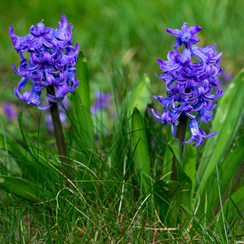 Hyacint Blue Pearl - Hyacinthus orientalis (Groeiplaats)