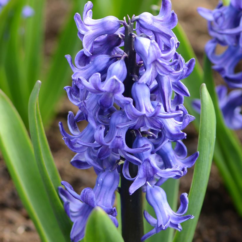 Hyacint Blue Star - Hyacinthus orientalis (Bloei)