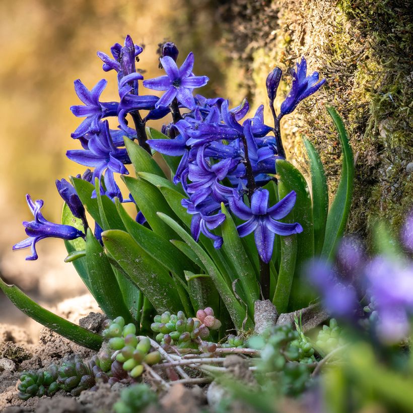 Hyacint Blue Star - Hyacinthus orientalis (Groeiplaats)