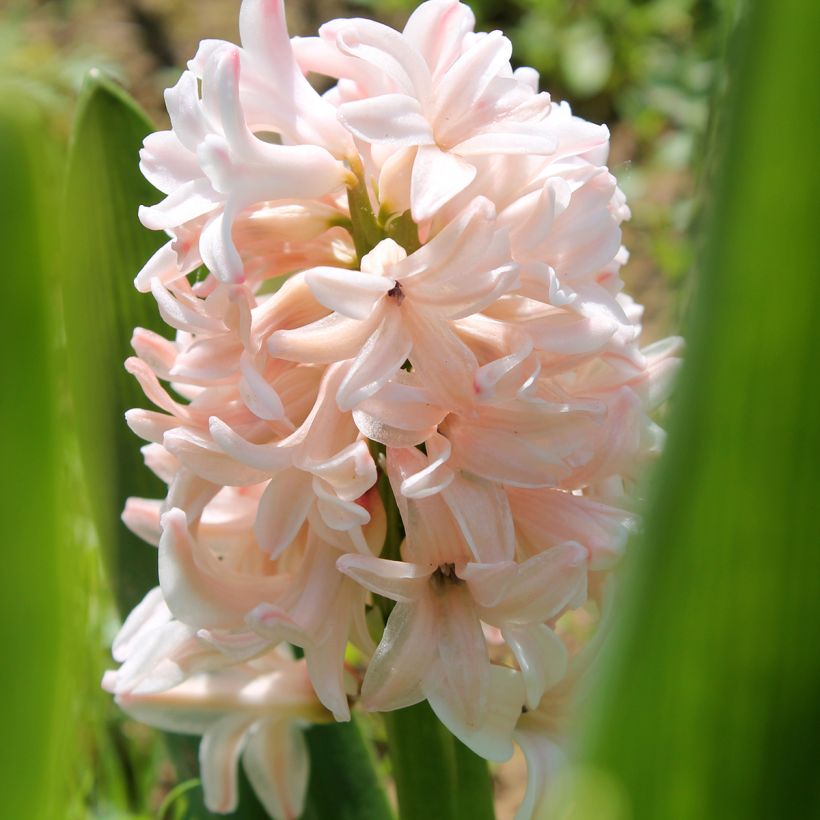 Hyacint China Pink - Hyacinthus orientalis (Bloei)