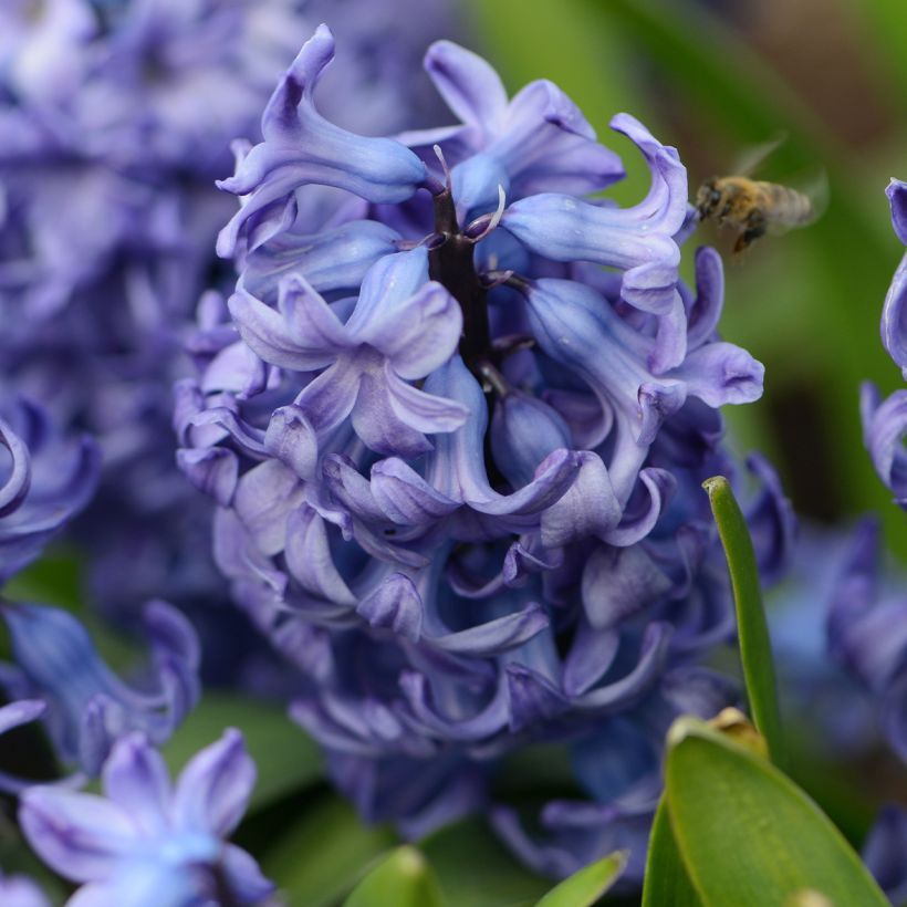 Hyacint Delft Blue - Hyacinthus orientalis (Bloei)