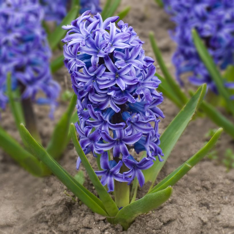 Hyacint Delft Blue - Hyacinthus orientalis (Groeiplaats)
