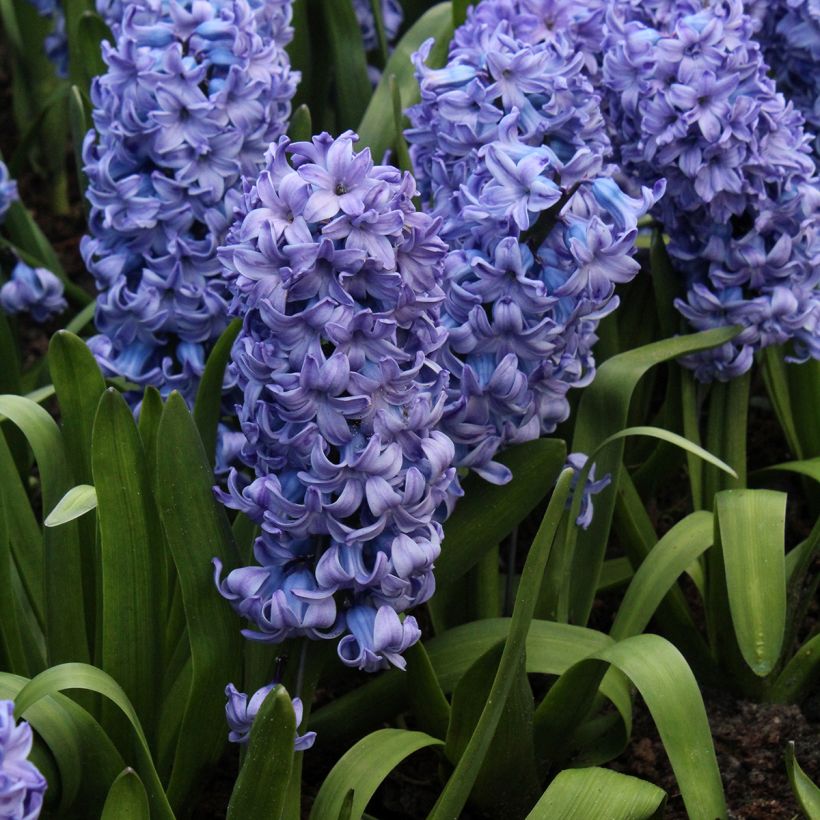 Hyacint Delft Blue - Hyacinthus orientalis (Groeiplaats)