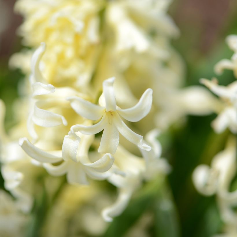 Hyacint Gipsy Princess - Hyacinthus orientalis (Bloei)