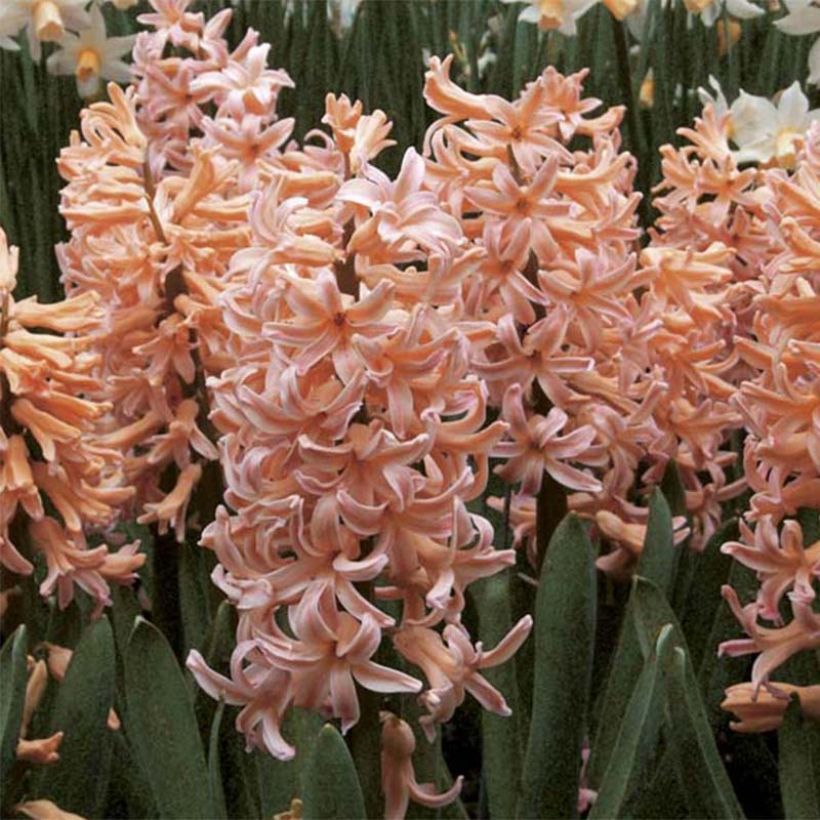 Hyacint Gipsy Queen - Hyacinthus (Bloei)