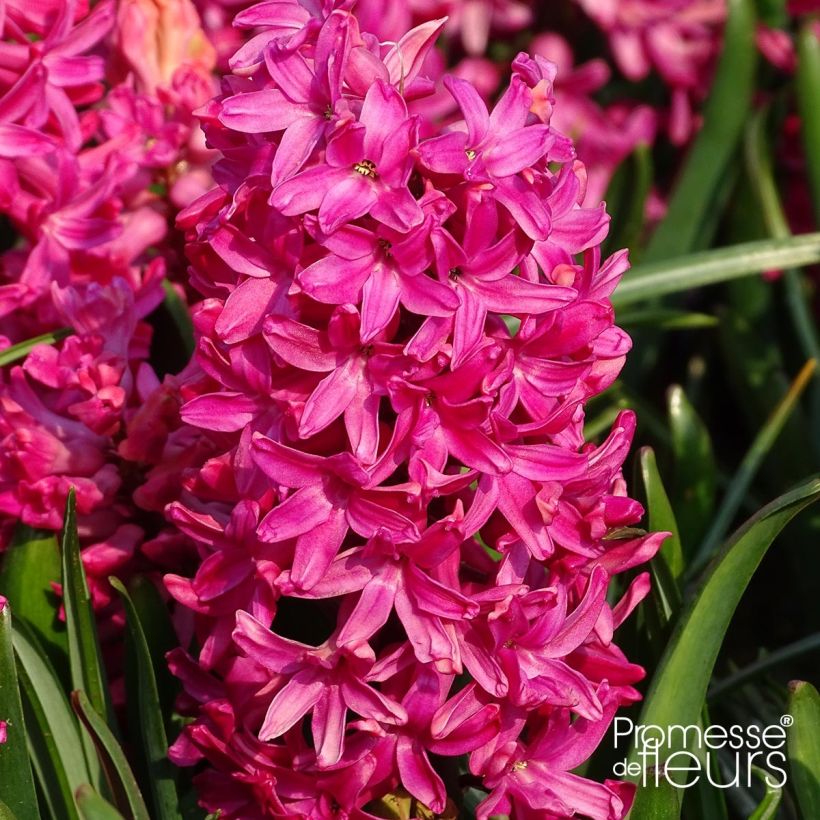 Hyacint Jan Bos - Hyacinthus orientalis (Bloei)