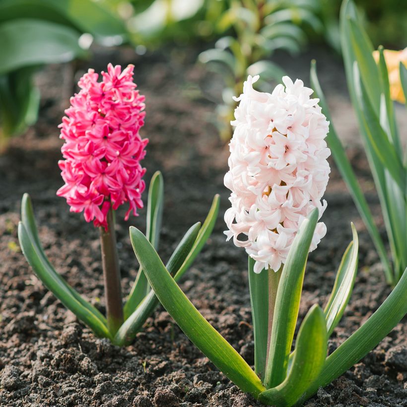 Hyacint Jan Bos - Hyacinthus orientalis (Groeiplaats)