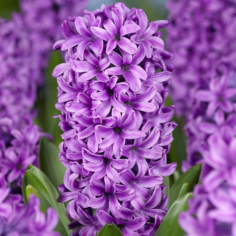 Hyacint Miss Saigon (voorbehandelde bloembol) (Bloei)