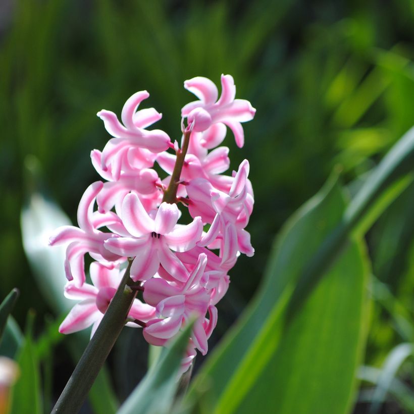 Hyacint Roze Pearl - Hyacinthus orientalis (Bloei)
