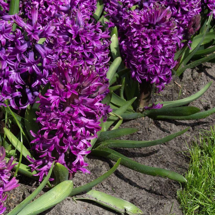 Hyacint Purple Sensation - Hyacinthus orientalis (Bloei)