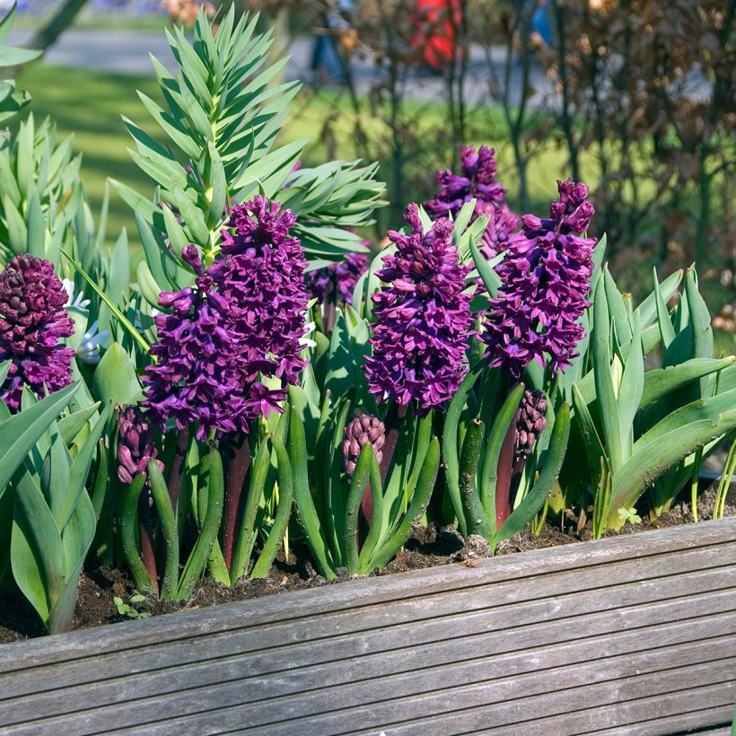 Hyacint Woodstock - Hyacinthus orientalis (Groeiplaats)