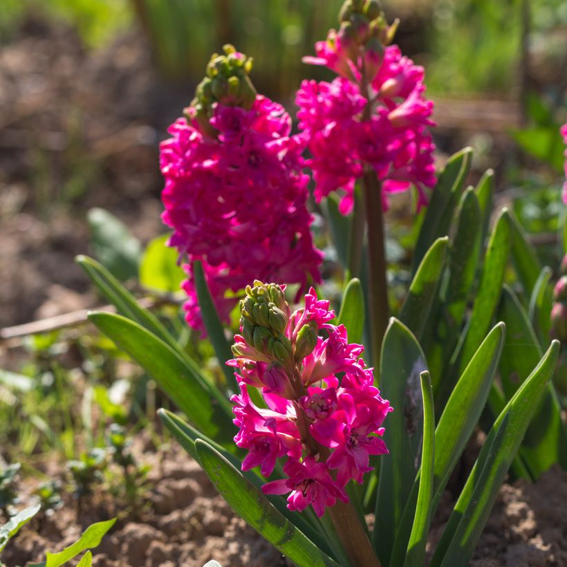 Hyacint Rood Diamond - Hyacinthus orientalis (Groeiplaats)