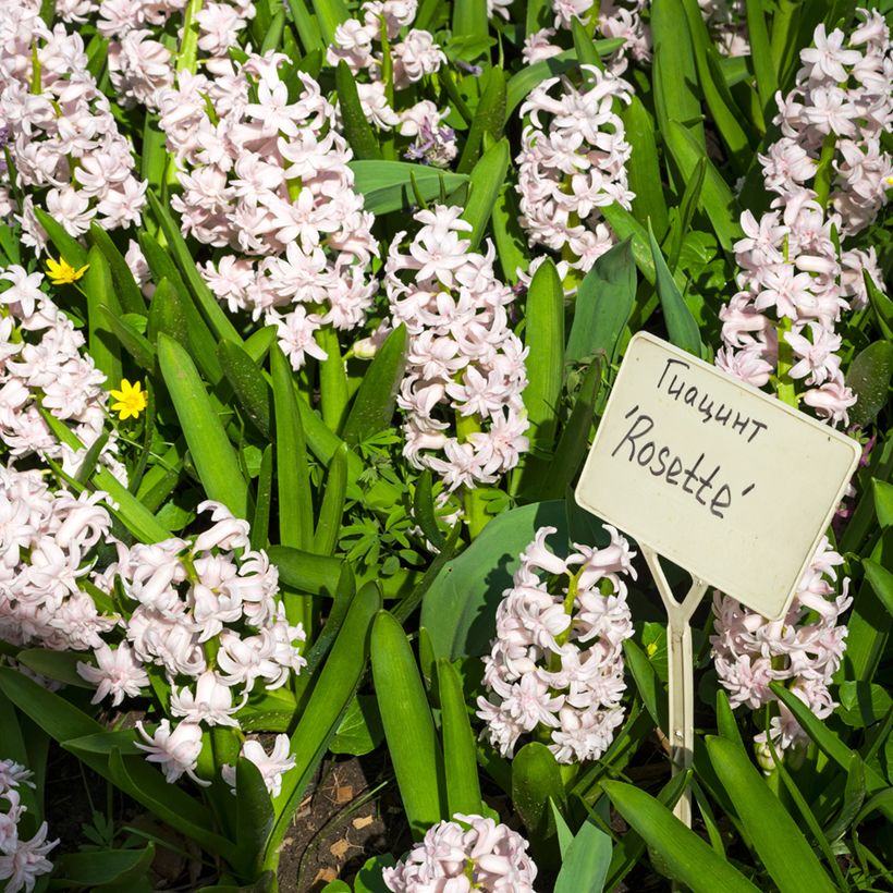 Hyacint Rosette - Hyacinthus orientalis (Groeiplaats)