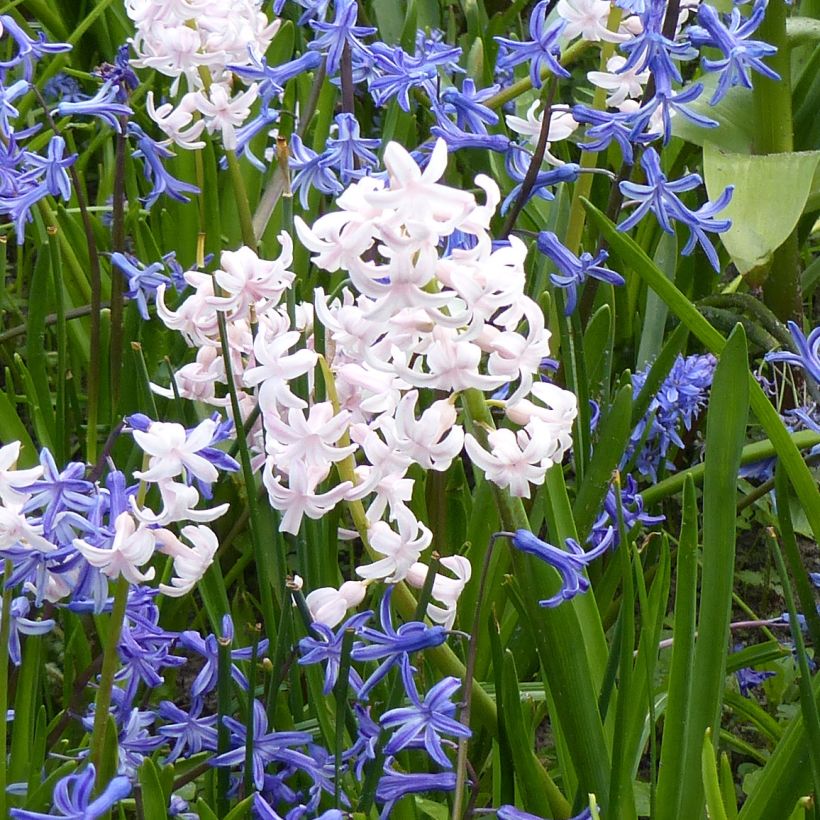 Hyacint Multiflora Wit - Hyacinthus orientalis (Bloei)