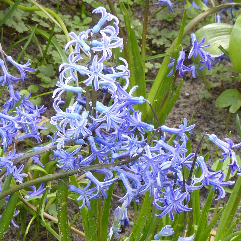 Hyacint Multiflora Blauw bol - Hyacinthus orientalis (Bloei)