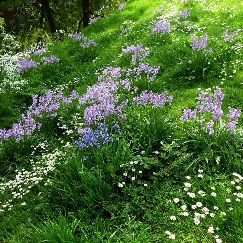 Spaanse hyacint Mix - Hyacinthoides hispanica (Groeiplaats)