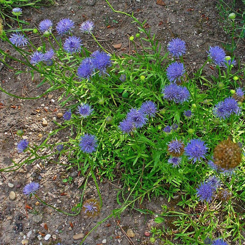Jasione laevis Blaulicht - Zandblauwtje (Plant habit)