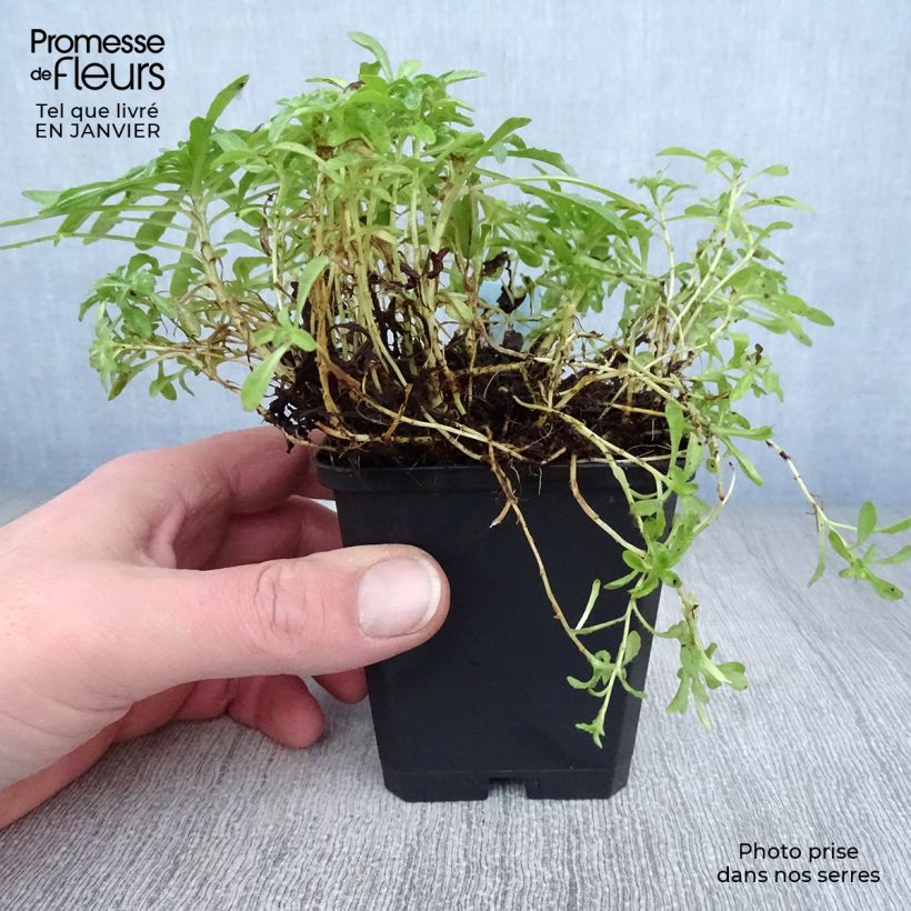 Example of Jasione laevis Blaulicht - Jasione lisse Kweekpotje van 8/9 cm as you get in hiver