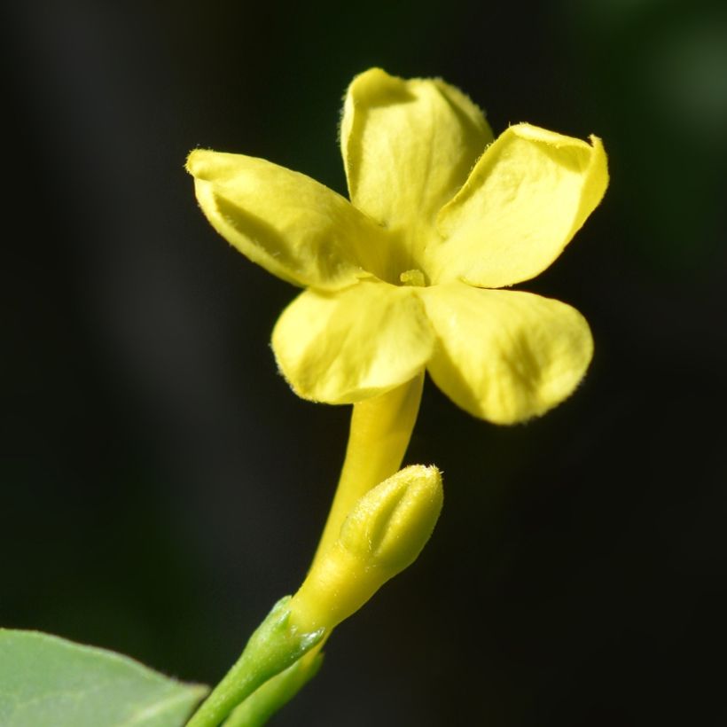 Jasminum humile Revolutum - Gele jasmijn (Flowering)