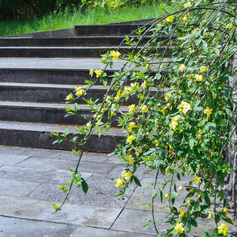 Jasminum humile Revolutum - Gele jasmijn (Plant habit)