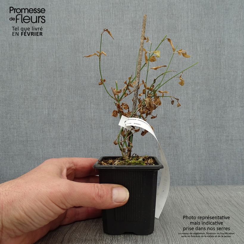 Example of Jasmin - Jasminum stephanense Kweekpotje van 8/9 cm as you get in hiver