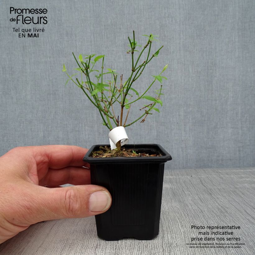 Exemplaar van Jasminum stephanense - Chinese jasmijn Kweekpotje van 8/9 cm zoals geleverd in de lente