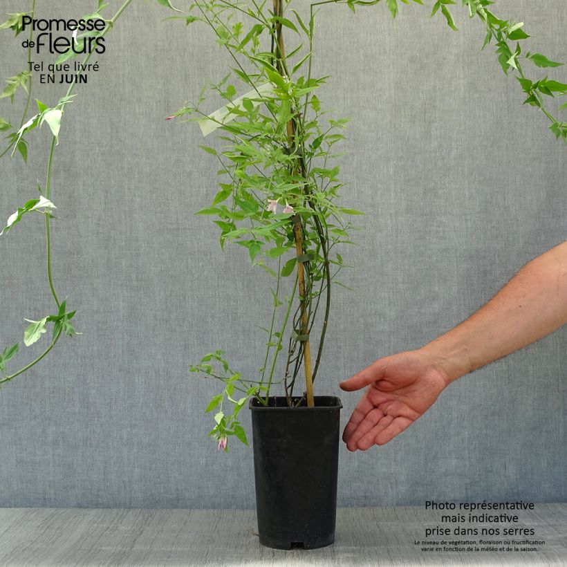Exemplaar van Jasminum stephanense - Chinese jasmijn Pot van 2 l/3 l zoals geleverd in de zomer