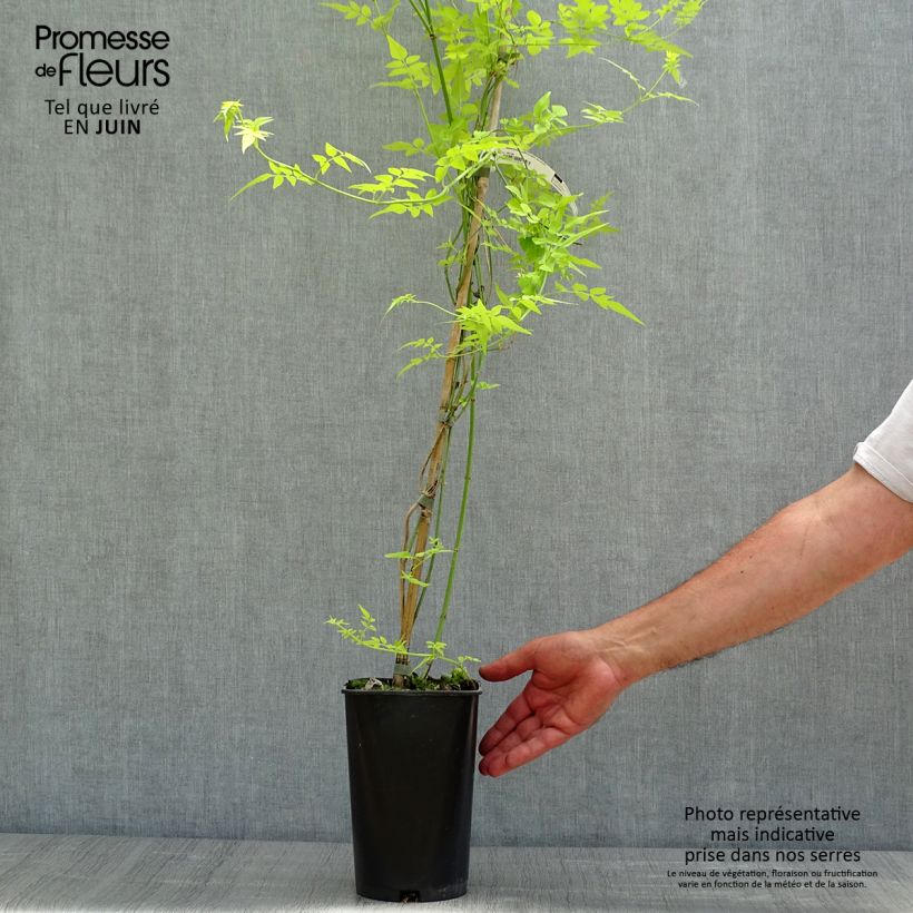 Exemplaar van Witte jasmijn - Jasminum officinale 'Aureum' zoals geleverd in de lente