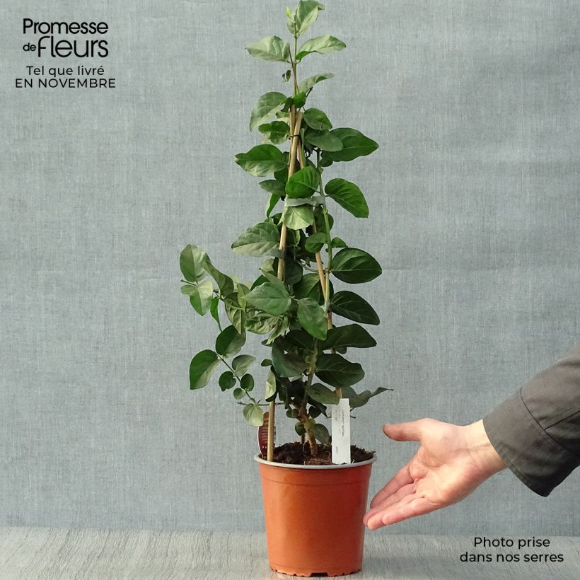 Exemplaar van Jasminum sambac - Arabische jasmijn Pot van 2 l/3 l zoals geleverd in de herfst