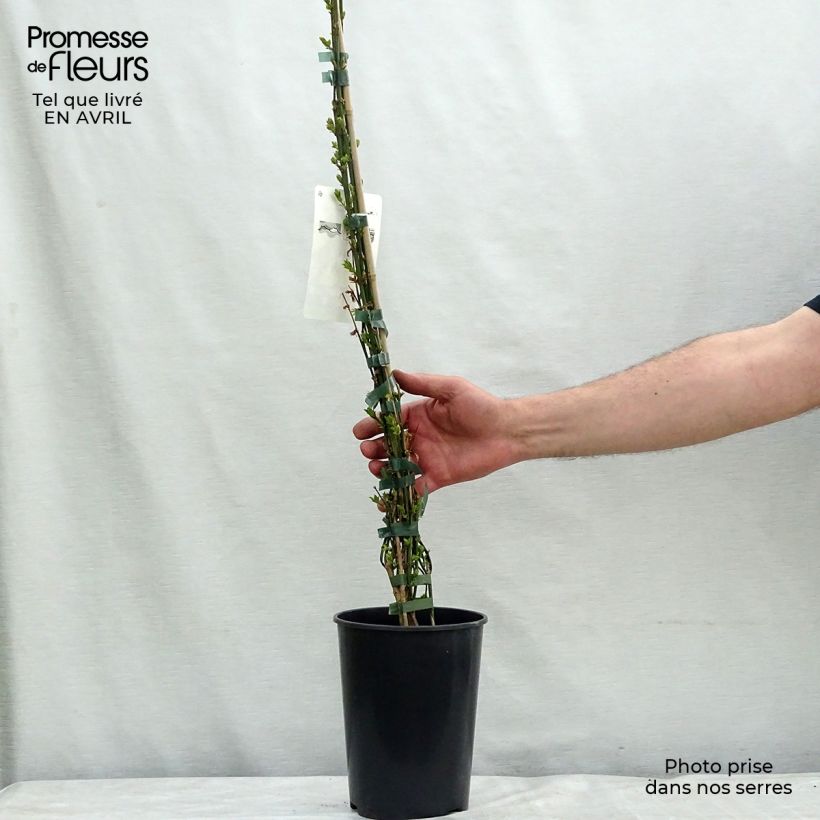 Exemplaar van Jasminum nudiflorum - Winterjasmijn Pot van 2 l/3 l zoals geleverd in de lente